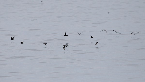 Ashy Storm-Petrels